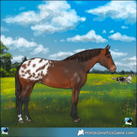 Horse Color:Bay Blanket