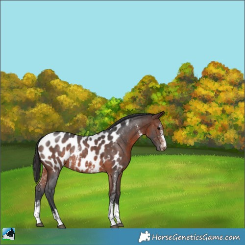Horse Color:Brown Sabino Appaloosa Rabicano