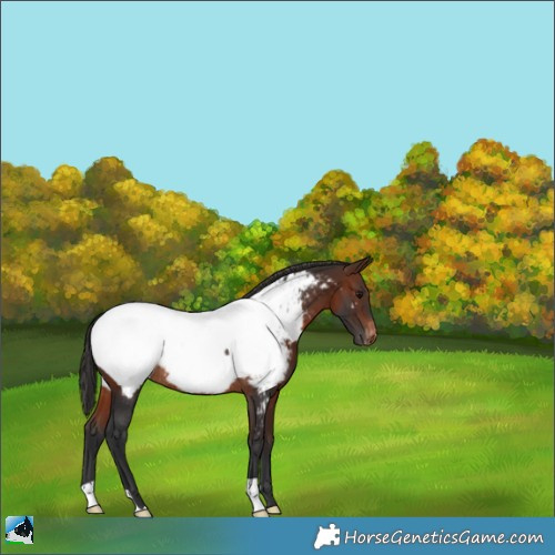 Horse Color:Brown Appaloosa Rabicano 
