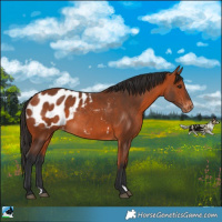 Horse Color:Bay Appaloosa Rabicano 