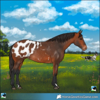 Horse Color:Bay Appaloosa Rabicano