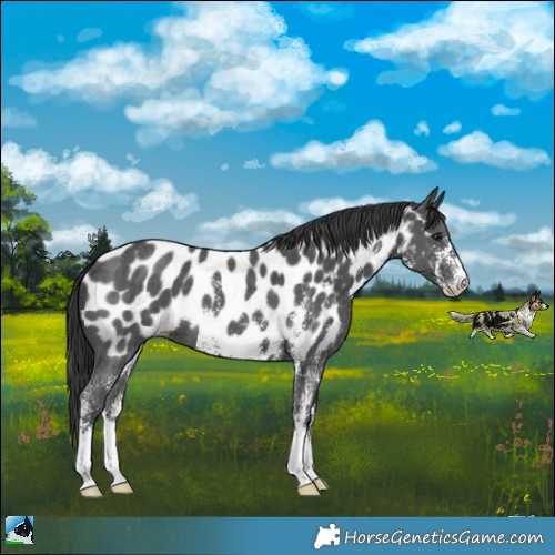 Horse Color:Black Sabino Appaloosa