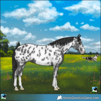 Horse Color:Black Sabino Near Leopard 
