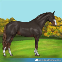 Horse Color:Liver Chestnut 