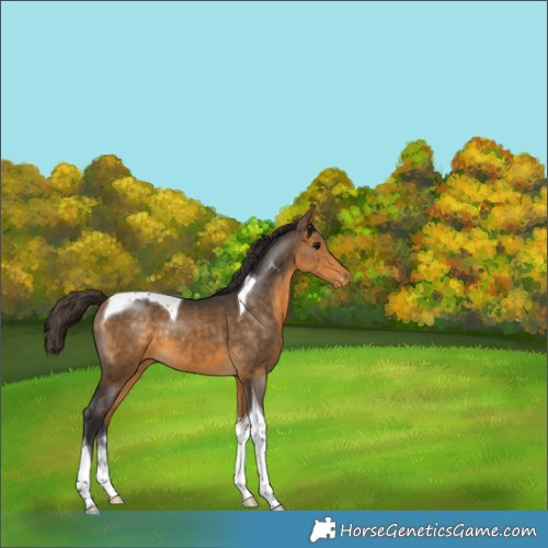 Horse Color:Buckskin Tobiano Varnish 