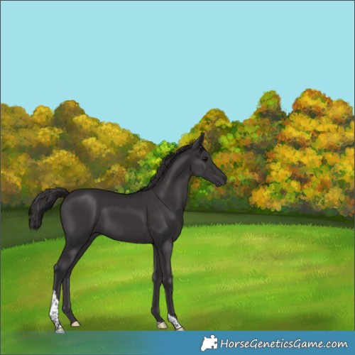 Horse Color:Smoky Black Tobiano 