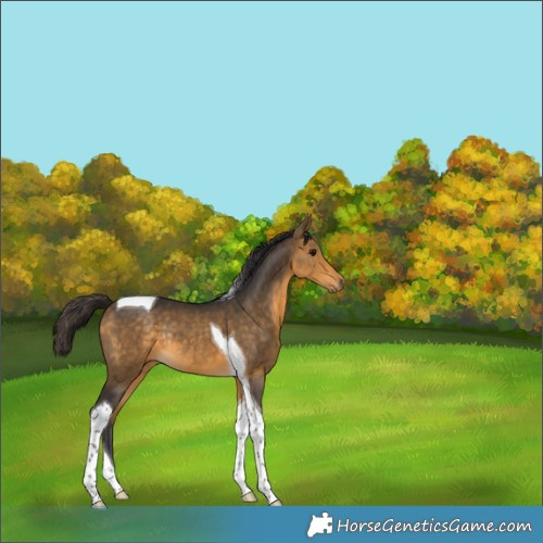Horse Color:Buckskin Tobiano Rabicano 