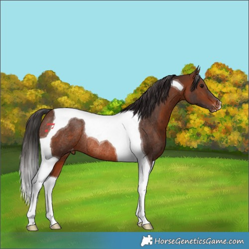 Horse Color:Brown Tobiano Appaloosa Rabicano 