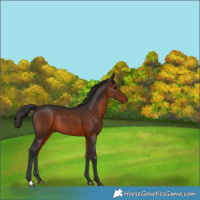 Horse Color:Brown Rabicano 