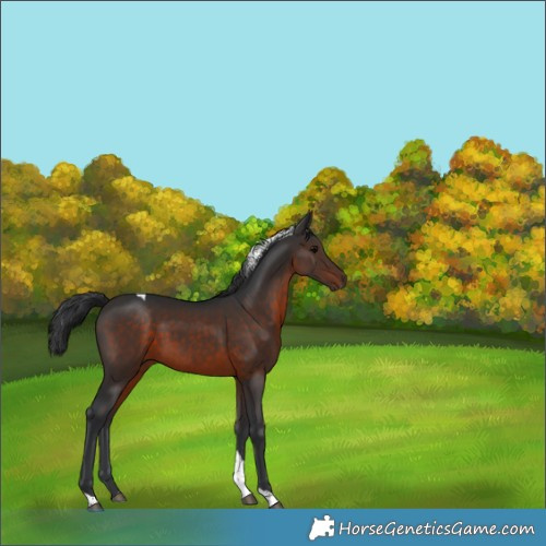 Horse Color:Brown Tobiano
