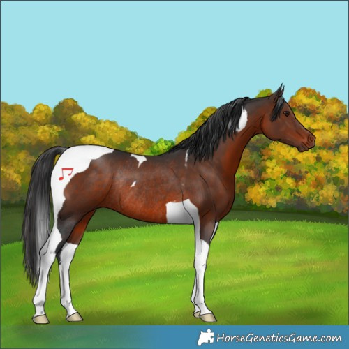 Horse Color:Brown Tobiano Rabicano 