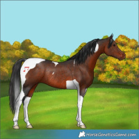 Horse Color:Brown Tobiano Rabicano 
