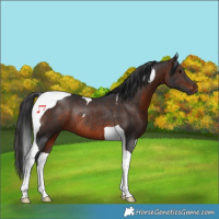 Horse Color:Brown Tobiano Rabicano