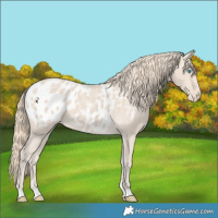 Horse Color:Smoky Creme Appaloosa 