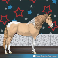 Horse Color:Gold Champagne Tobiano