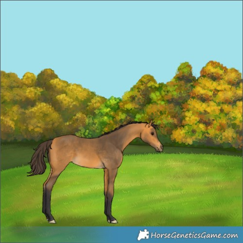 Horse Color:Buckskin 