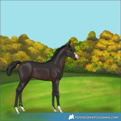 Horse Color:Brown 
