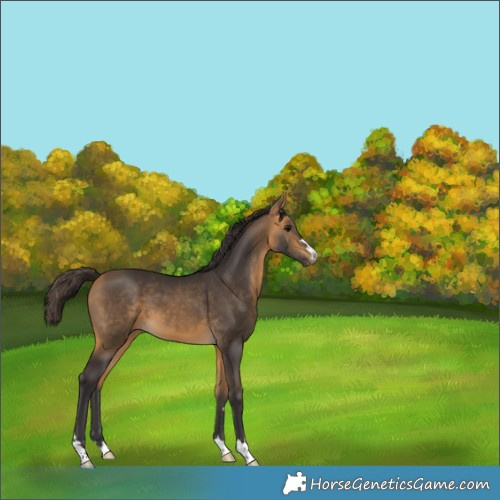 Horse Color:Buckskin 
