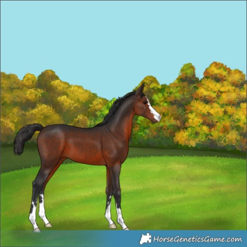 Horse Color:Brown 