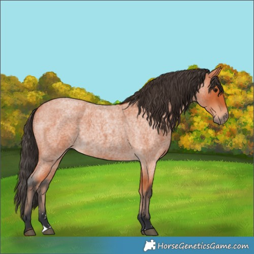 Horse Color:Bay Roan 