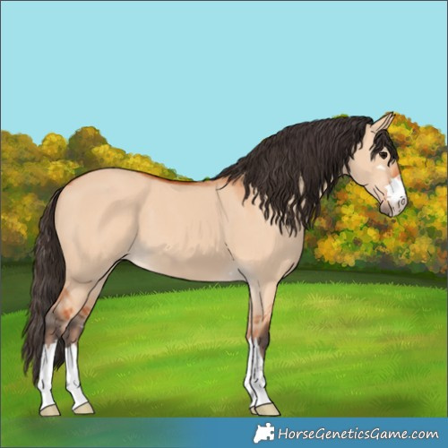 Horse Color:Bay Dun 