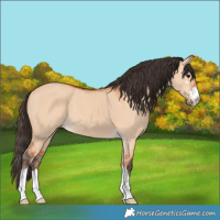 Horse Color:Bay Dun 