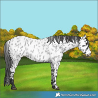 Horse Color:Blue Roan Appaloosa 