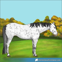 Horse Color:Blue Roan Appaloosa 
