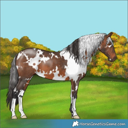 Horse Color:White Spotted Brown