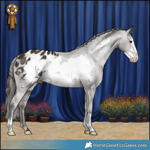 Horse Color:Liver Chestnut Frame Appaloosa Rabicano 
