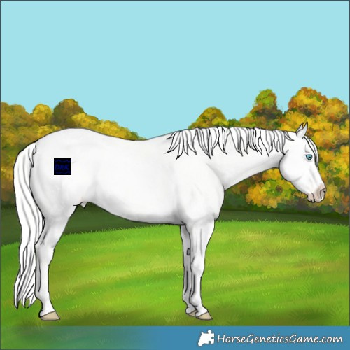 Horse Color:Silver Perlino Roan Dun Splash Appaloosa 