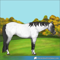 Horse Color:Blue Roan Near Leopard 