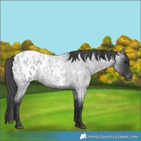 Horse Color:Blue Roan Appaloosa 