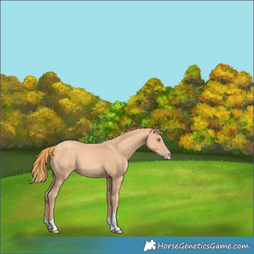 Horse Color:Unknown 