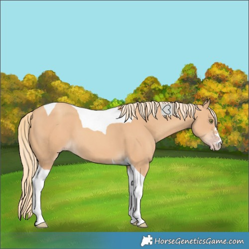 Horse Color:Unknown 
