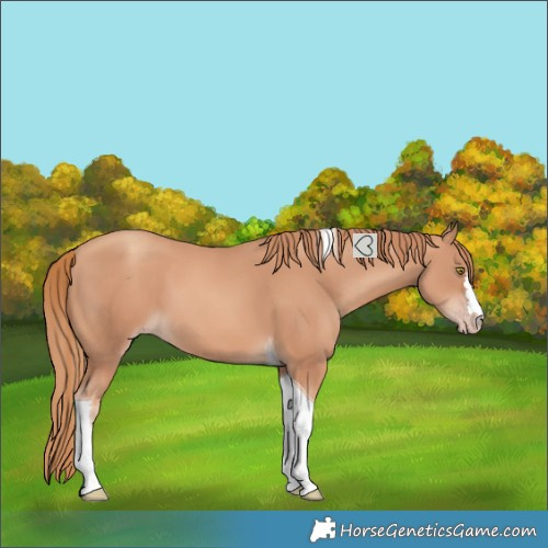 Horse Color:Unknown 