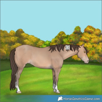 Horse Color:Unknown 
