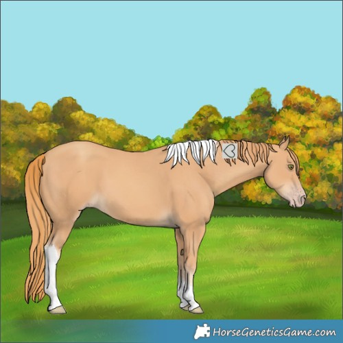 Horse Color:Unknown 