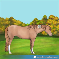 Horse Color:Unknown 