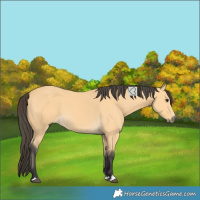 Horse Color:Unknown 