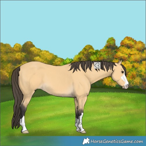 Horse Color:Unknown 