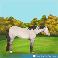 Horse Color:Unknown 