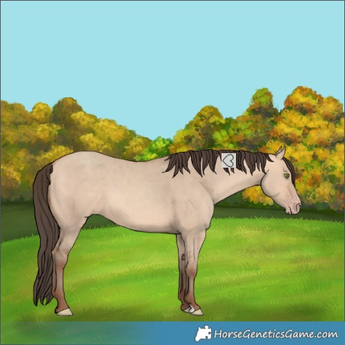 Horse Color:Unknown 