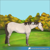 Horse Color:Unknown 