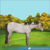 Horse Color:Unknown 