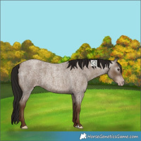 Horse Color:Unknown 