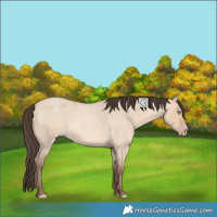 Horse Color:Unknown 