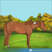 Horse Color:Unknown 