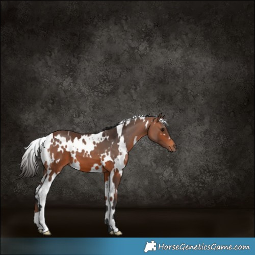 Horse Color:White Spotted Bay 