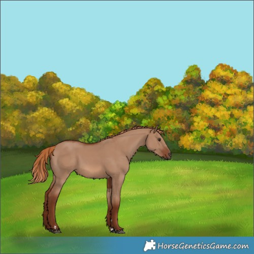 Horse Color:Red Dun 